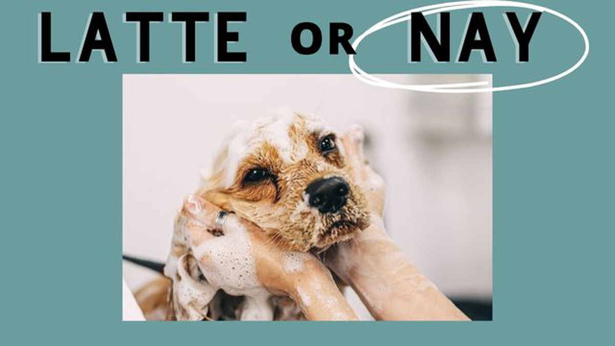 Latte Or Nay image number null
